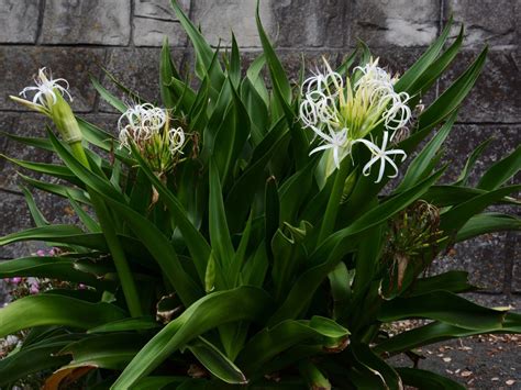 crinium