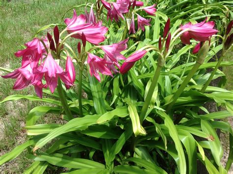 crinum ellen bosanquet