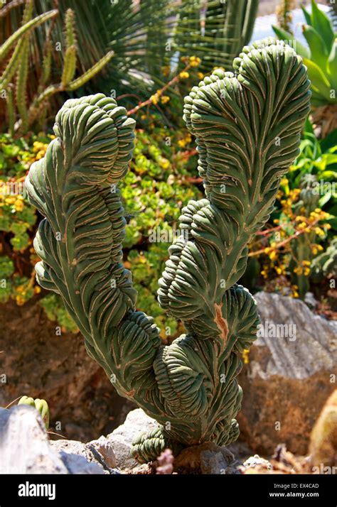 cristata cactus