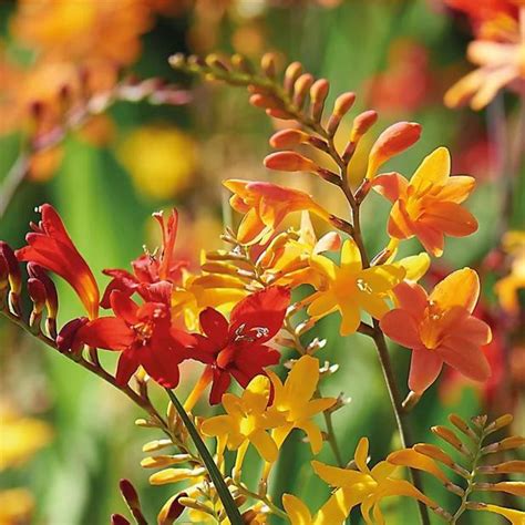 crocosmia full sun