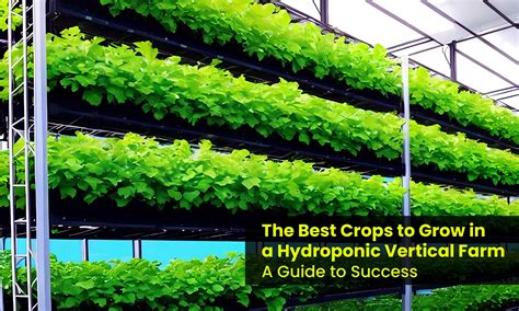 crops for hydroponics