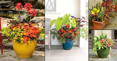 croton companion plants