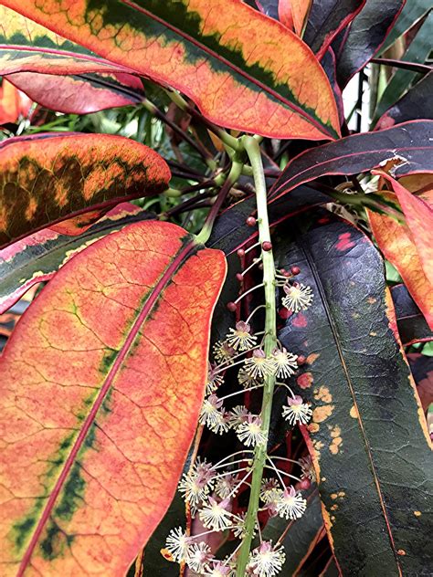 croton sloppy painter
