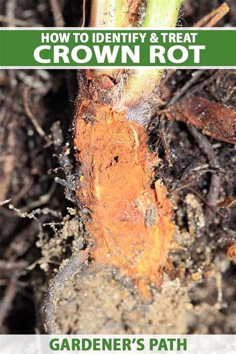 crown rot disease
