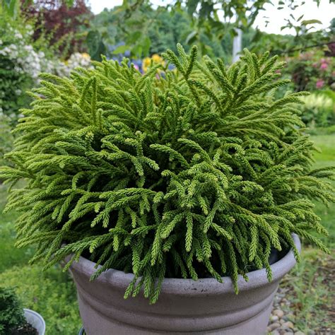 cryptomeria japonica little diamond
