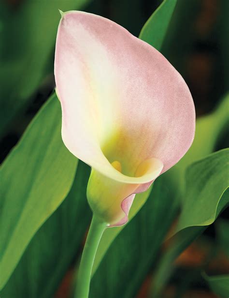 crystal blush calla lily