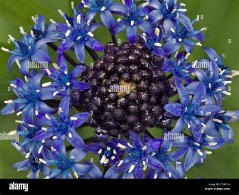 cuban lily