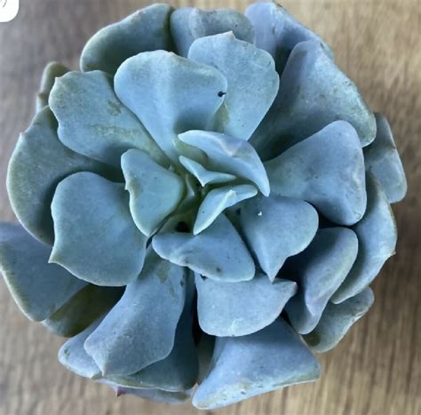 cubic frost succulent