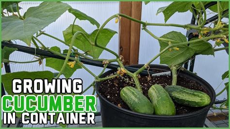 cucumber in container