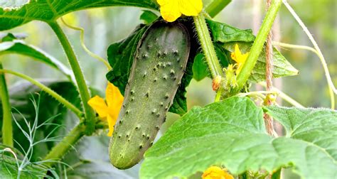 cucumber plant growing tips