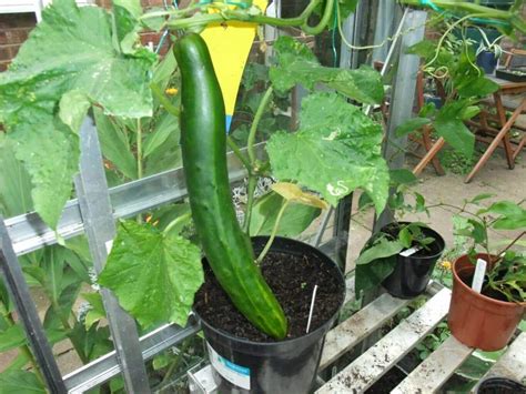 cucumber plant in pot