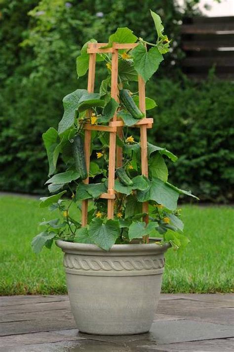 cucumber plant in pot