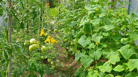 Planting Cucumbers and Tomatoes Together: A Comprehensive Guide