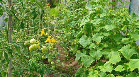 cucumbers and tomatoes planted together