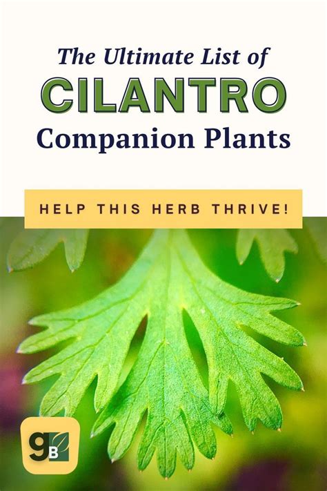 culantro companion plants