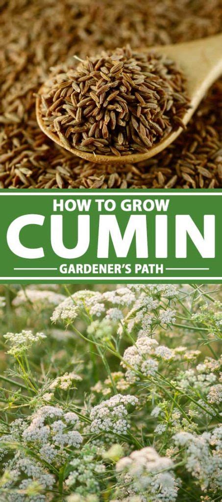 The Ultimate Guide to Cumin Companion Plants