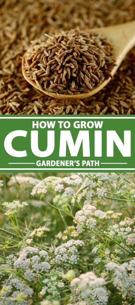 cumin companion plants