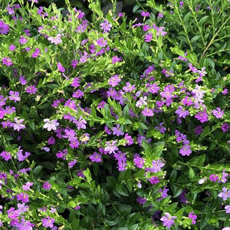 cuphea lavender