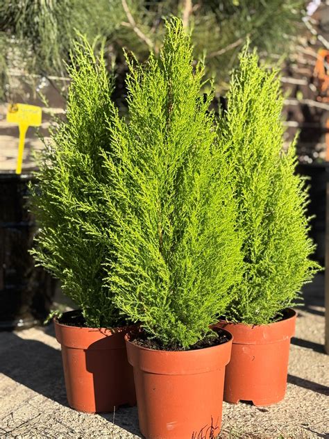 cupressus golden wilma