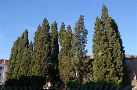 cupressus sempervirens