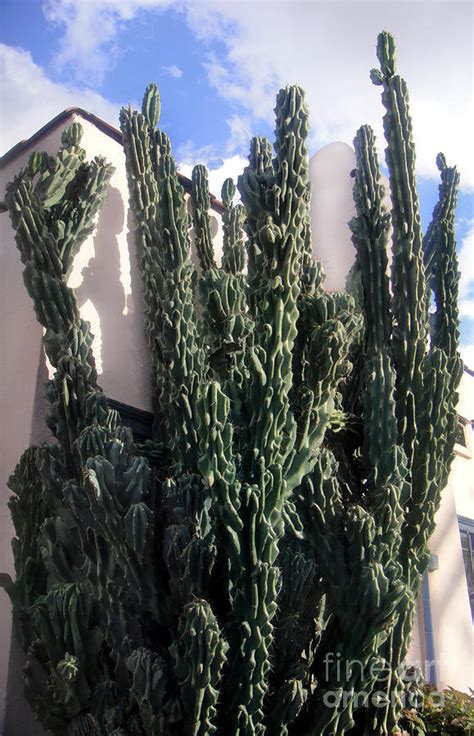 curly cactus