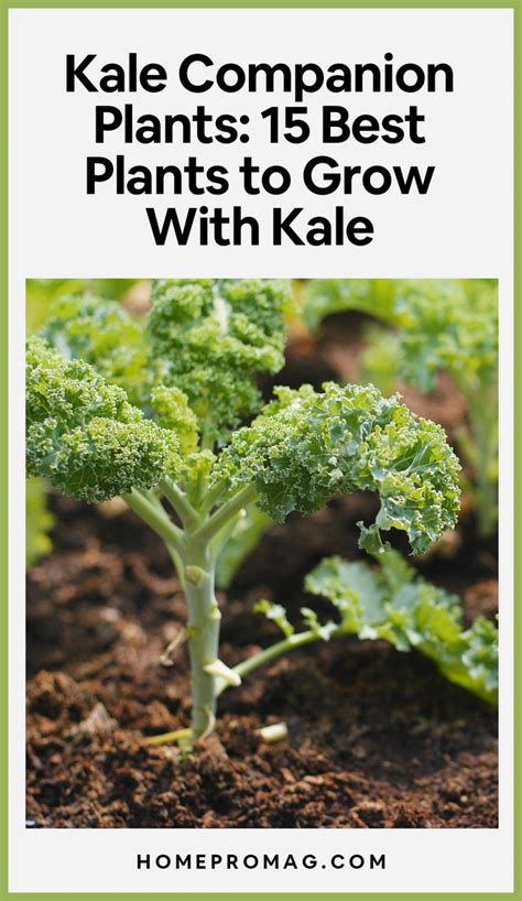 curly kale companion planting