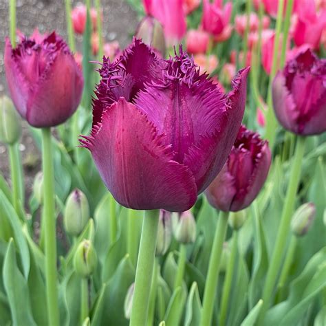 curly sue fringed tulip