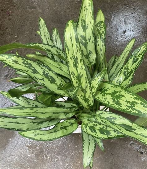 cutlass aglaonema