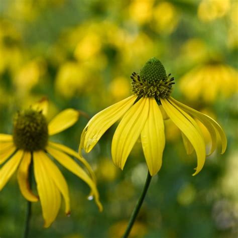 cutleaf coneflower