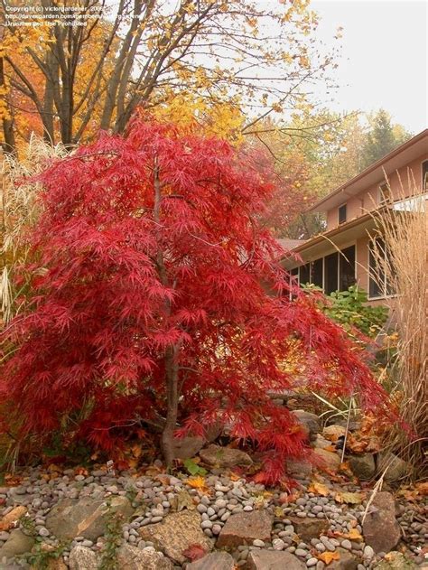 cutleaf japanese maple