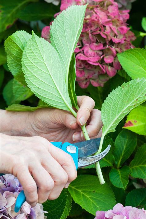 cutting back a hydrangea tree