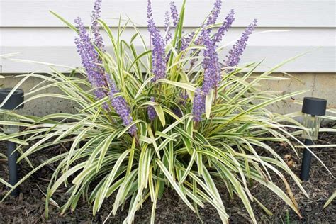 cutting back liriope