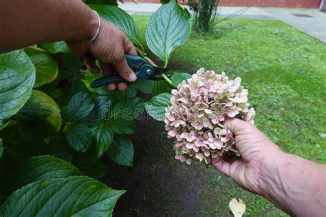 cutting hydrangea flowers