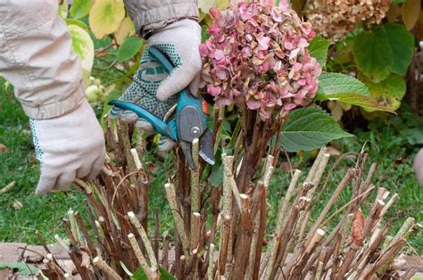 cutting hydrangeas in spring