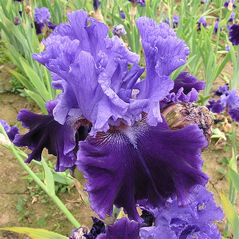 cybergrape iris