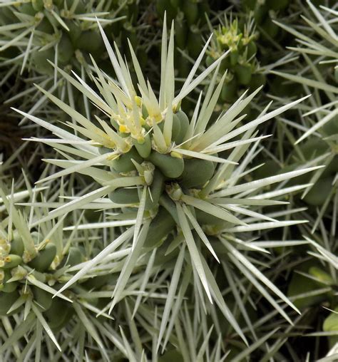 cylindropuntia
