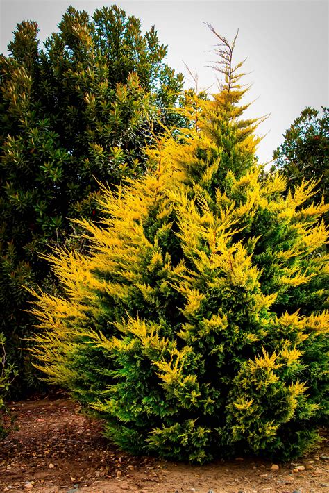 cypress bush