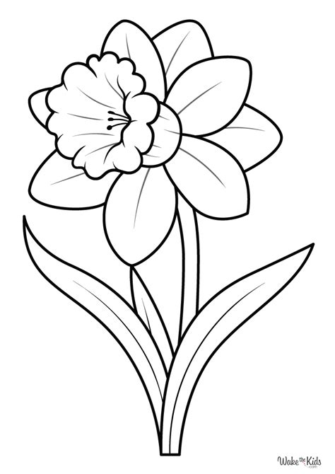daffodil coloring pages printable