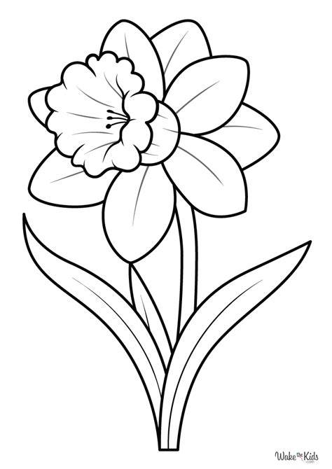 daffodil colouring picture
