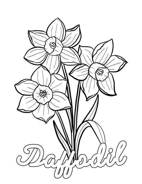 daffodil colouring sheet