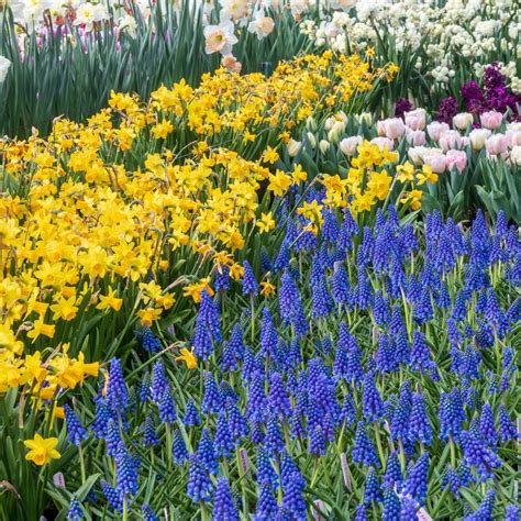 daffodil companion plants