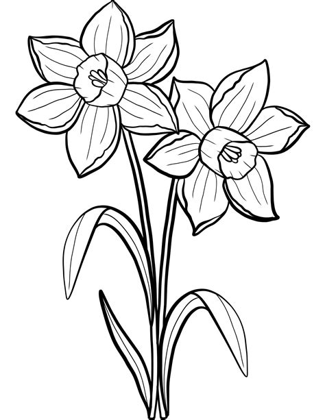 daffodil flower coloring pages