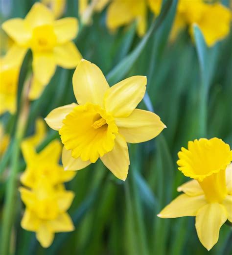 daffodil lily