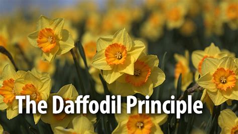 daffodil principle