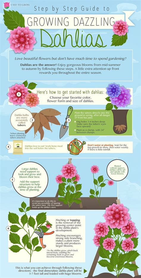 dahlia bulb planting tips
