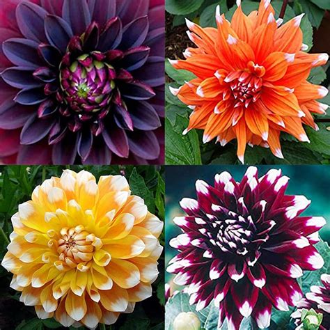 dahlia bulbs
