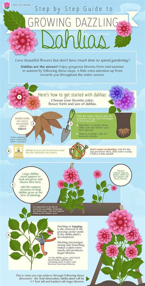 dahlia bulbs planting tips