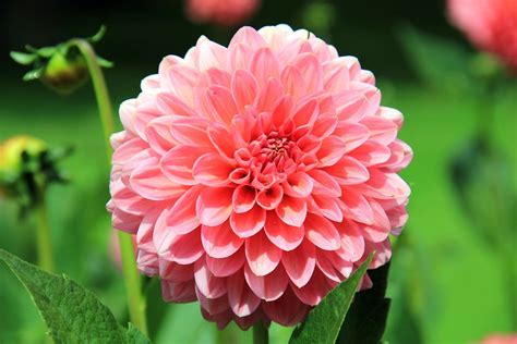 dahlia flower growing tips