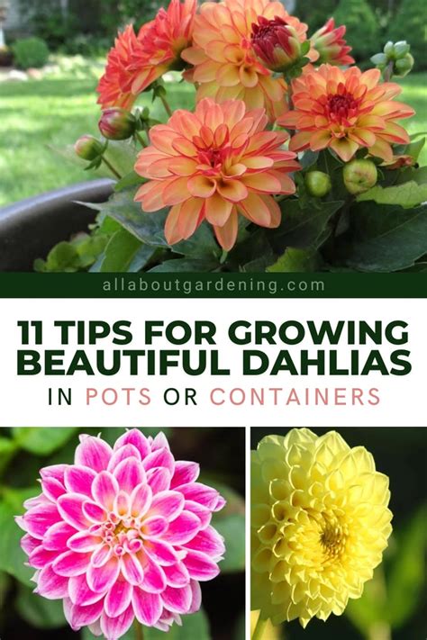 dahlia gardening tips