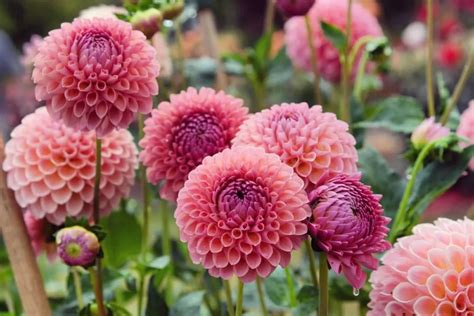 dahlias sprouting